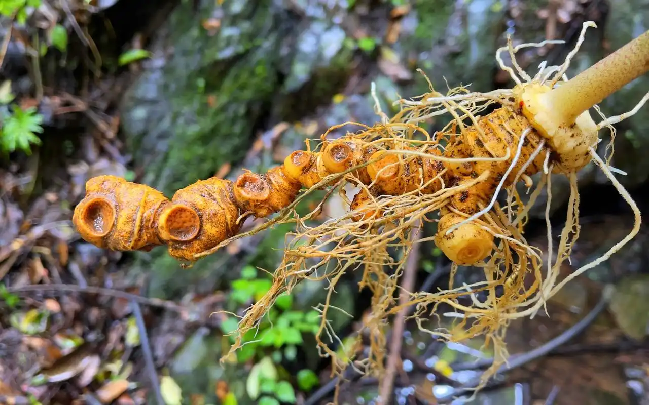 "神奇"的植物黄精,用来煲汤1楼爬到7楼都不喘气,价值300元_哔哩哔哩
