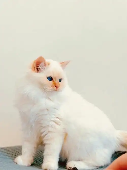 火焰色布偶弟弟金乌手套重点色yyds