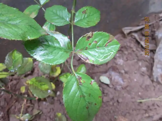 月季 叶子水侵状 不知道是怎么了 发黄 一吹就落叶 打过1次叶面肥