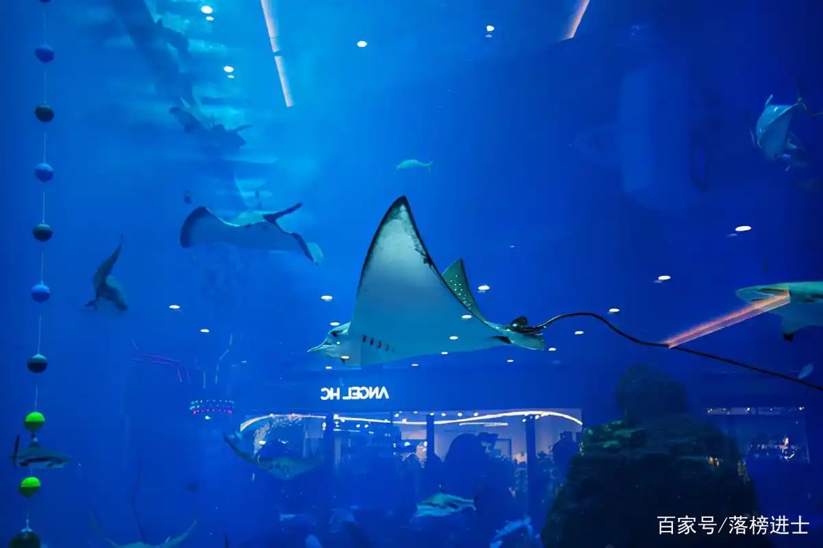 成都浩海立方海洋馆,有全球最大的海洋观景窗,充满浪漫和梦幻