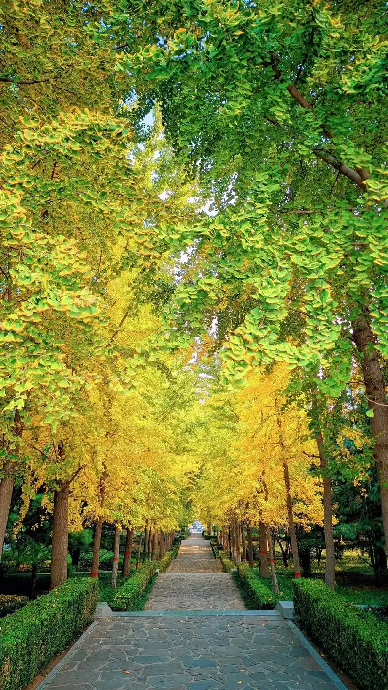 银杏叶子没有全黄,就要落完了.