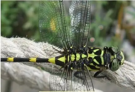 黄黑相间的蜻蜓叫什么