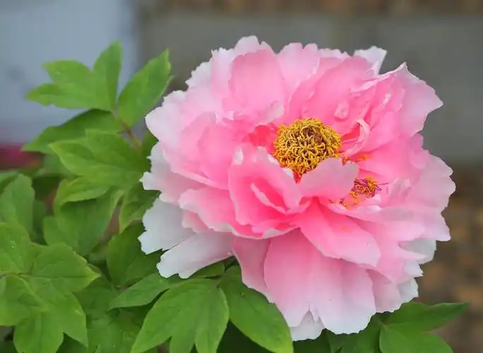 10种"招财花"养家里,耐阴好养,有吉祥好兆头_东方养生频道_东方养生