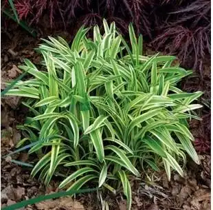 耐寒植物正宗日本矮麦冬草麦冬草,麦冬苗庭院植物