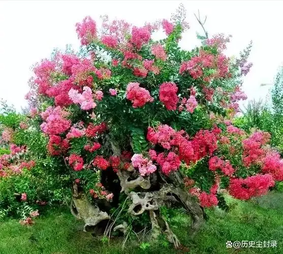 6种经典树,美丽吉祥又长寿,庭院种一棵,后代也享福