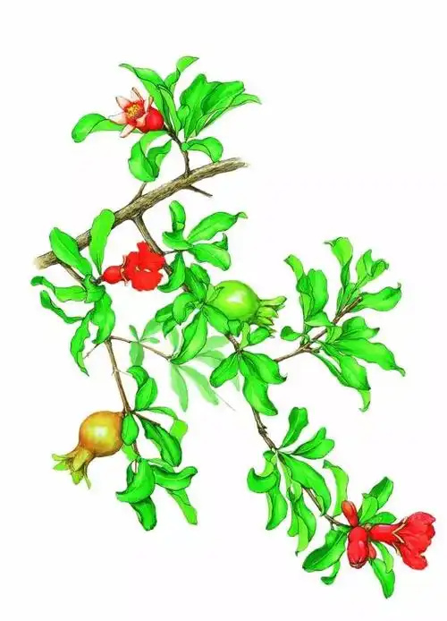 手绘药用植物美图欣赏