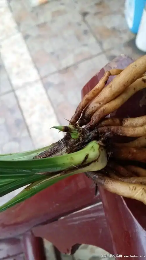 兰花根的生长规律