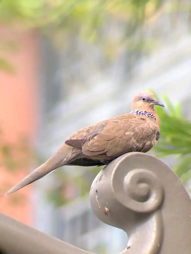 野生鸟类摄影 #斑鸠#东莞人民公园 怎么看都像烤乳鸽 - 抖音