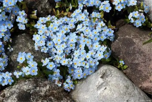 花世界赏花丨勿忘草