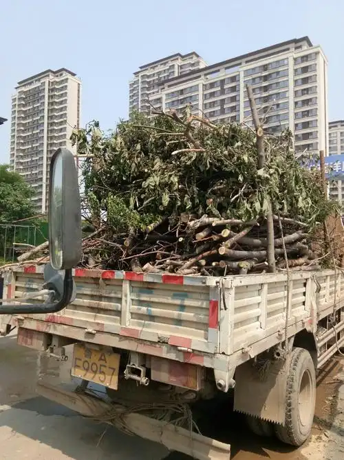 常年高价收树,杀树,收干木头,铁155525689