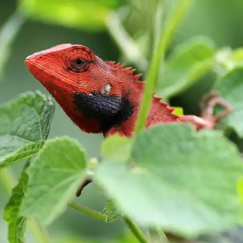 光明农场外的红色蜥蜴