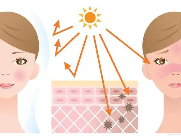 人体皮肤的重要性与功能