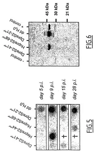 nucleotide sequences coding hepatitis envelope protein for use