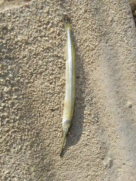 尾斑圆颌针鱼和黑背圆颌针鱼.针鱼体呈长圆柱形,稍侧扁.