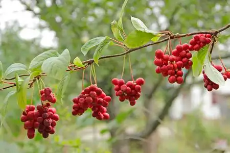 一群成熟的五味子.有用植物的作物.红色的五味子挂在绿色的树枝上.
