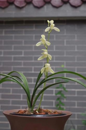 这八种兰花,是受人欢迎的八大名品它们各自有着自己独特的观赏价值