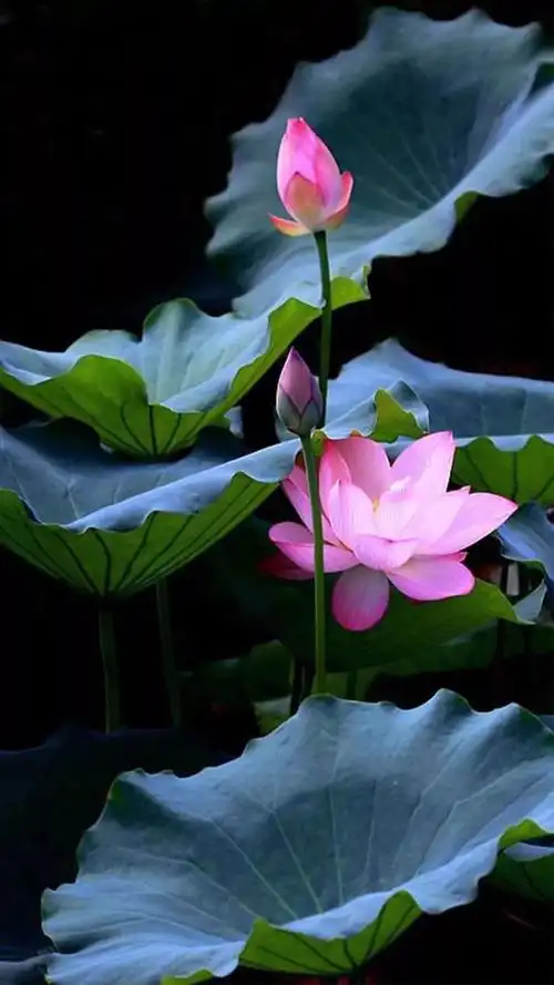 灼灼荷花瑞,亭亭出水中