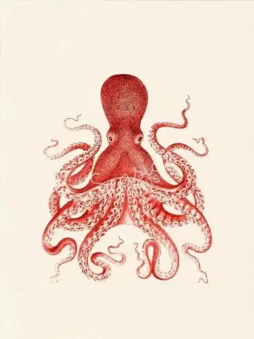 科普八爪鱼章鱼鱿鱼墨鱼乌贼傻傻分不清