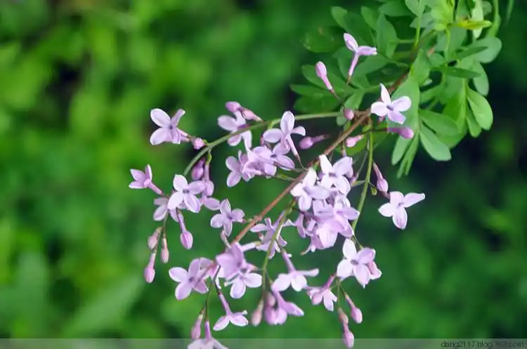 【转载】裂叶丁香(原创)