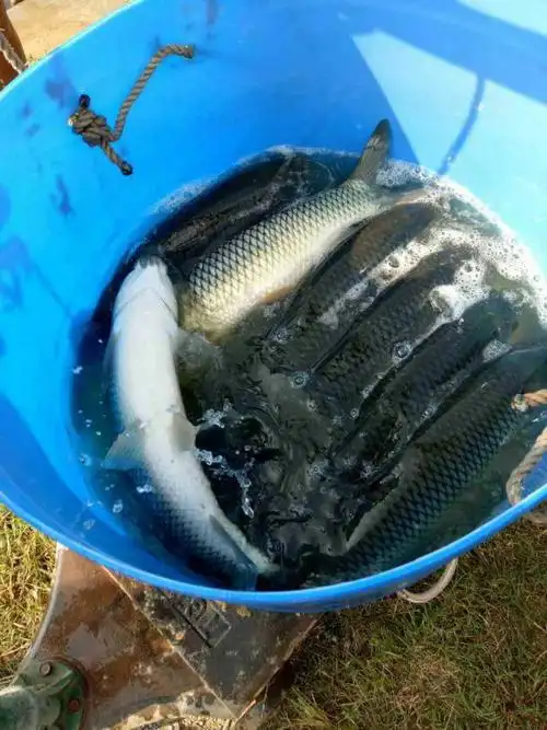 大草鱼提高密度 中途出鱼