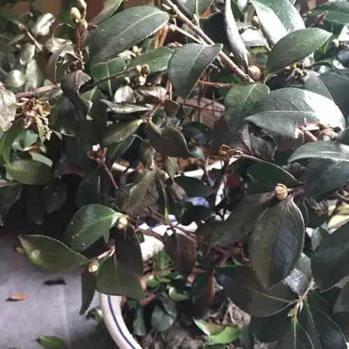 帮帮忙我家的茶花掉叶了