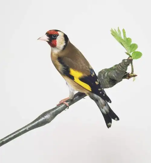 室内,特写,白天,白色背景,侧面,植物,鸟,鸟类,枝条,注视,树,树木,树枝