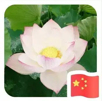 热点不要在朋友圈微信官方了想要国旗看这里