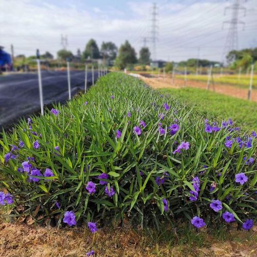 翠芦莉盆栽阳台庭院开花植物兰花草多年生宿根花卉耐热花期长好养