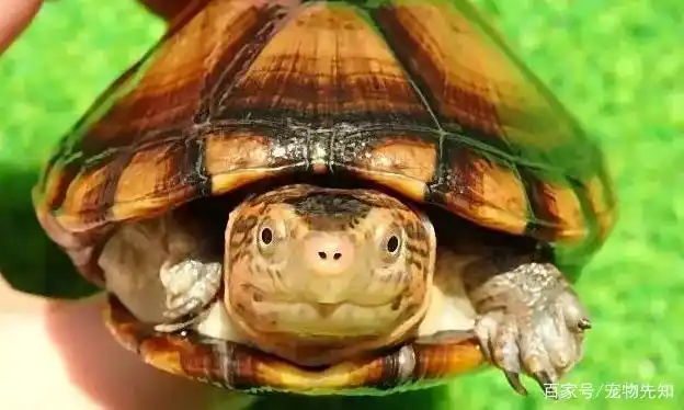 蝎泽龟为何没人养?