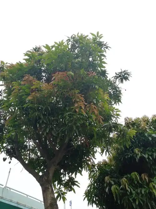路边的芒果树