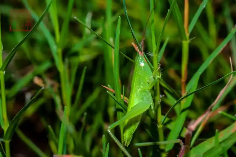 蝗虫幼虫
