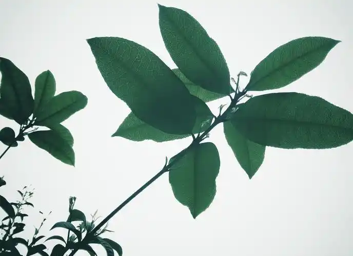 桂花叶 来自 张小篱儿