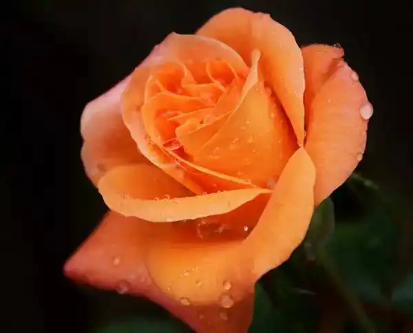 5.20所有最罕见的玫瑰,送给好友!