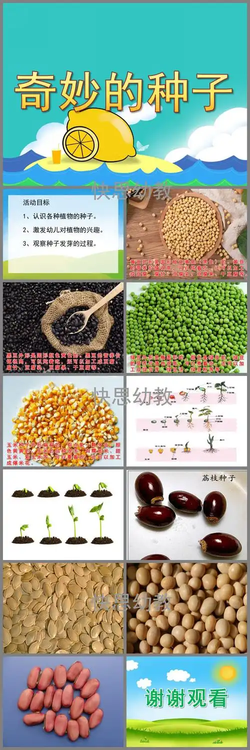 奇妙的种子,活动目标是认识各种植物的种子,激发幼儿对植物的兴趣