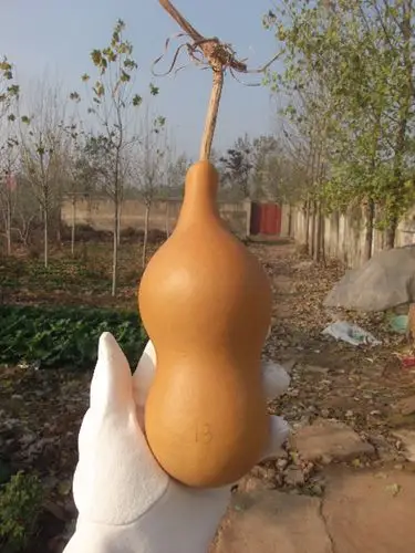 13号 本长葫芦 天然本长葫芦 本长鸡心葫芦 镶口养虫葫芦 响籽