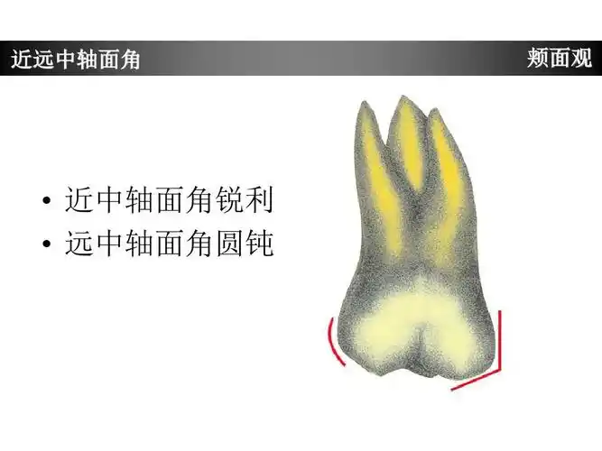 上颌第一磨牙牙体形态简述ppt