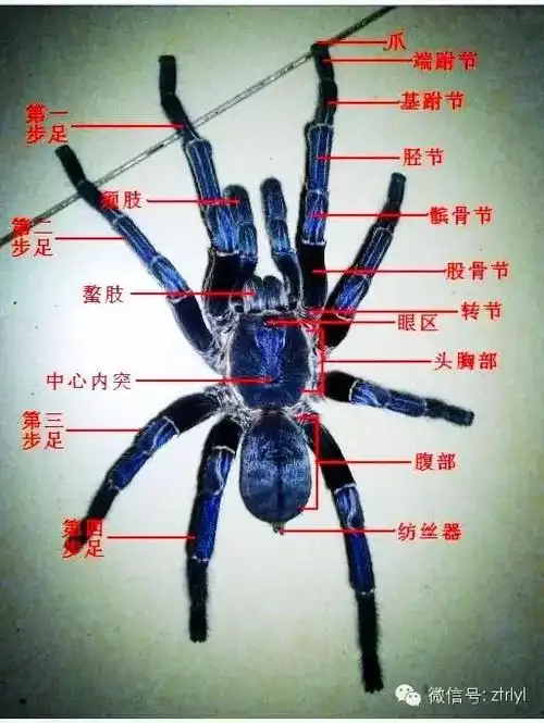 蜘蛛身体结构图