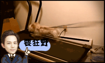 何炅gif狗狗gif奔跑gif搞笑gif