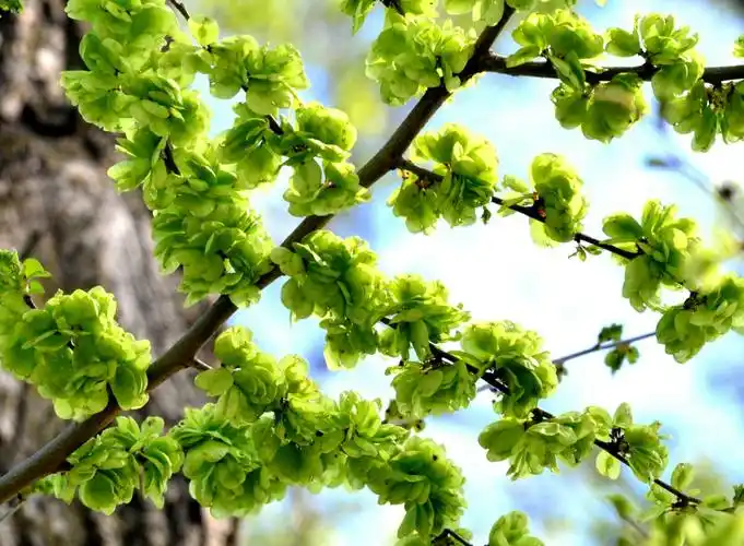 十三:多伦多市里的榆树