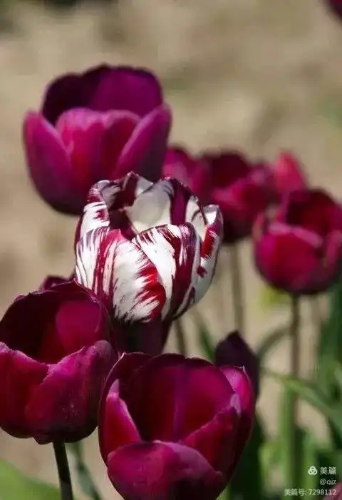 全球最美如意花