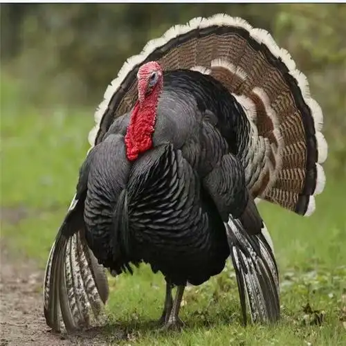 贝蒂娜火鸡种苗