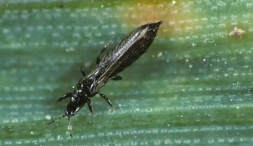 或黄色;头略呈后口式,口器锉吸式,能挫破植物表皮,吸允汁液;触角6-9节