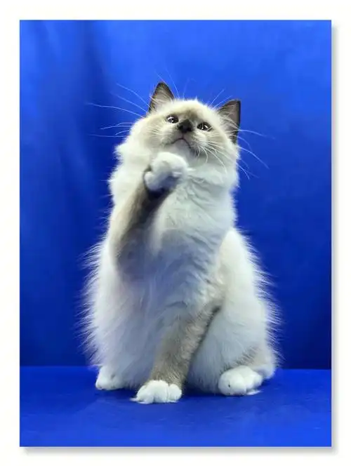 猫咪信息海豹重点手套布偶