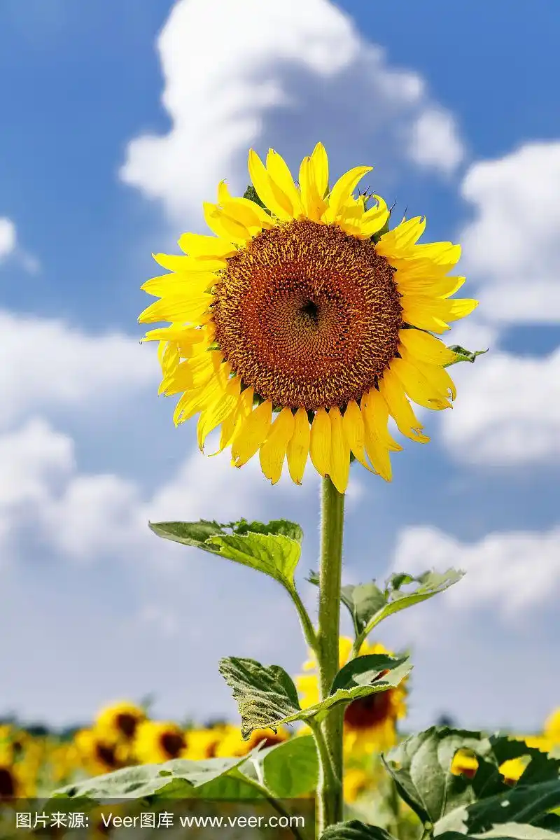 充满活力的向日葵种植农场在阳光和蓝天的背景