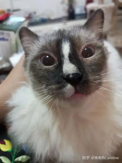 布偶猫能丑到什么程度? - 知乎