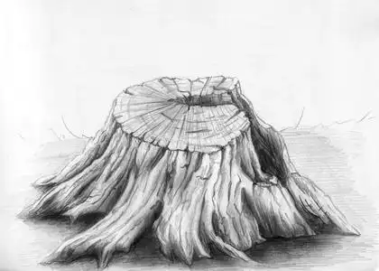 老树桩素描照片