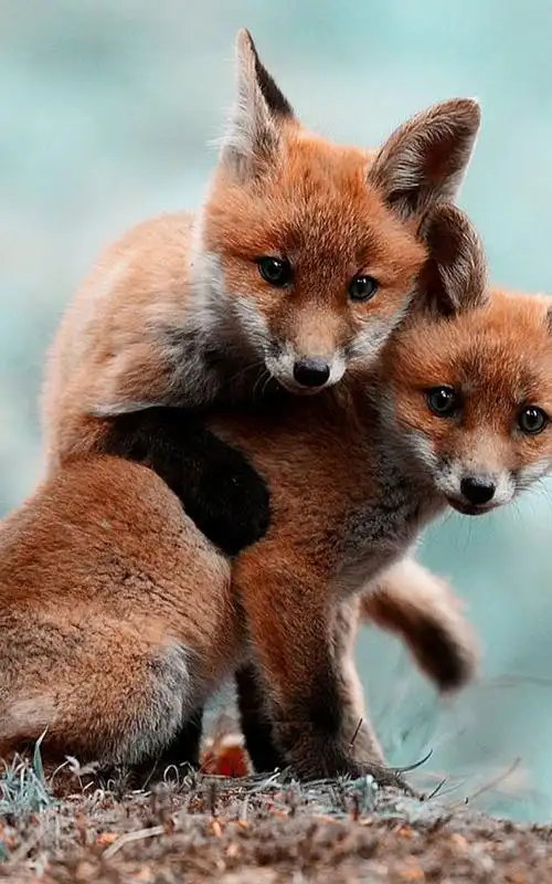 大自然卖萌动物可爱安卓手机壁纸800x1280