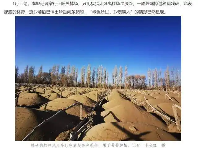 沙阻沙绿色屏障——曾拥有约2万亩"三北"防护林带的国营敦煌阳关林场