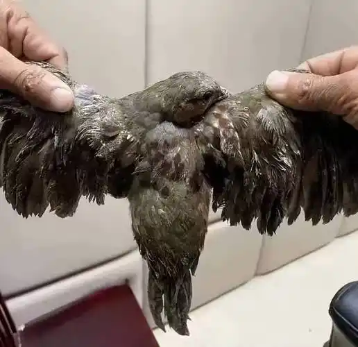 铜警快讯丨非法诱捕竹鸡 三男子被抓_铜梁_保护_平滩镇