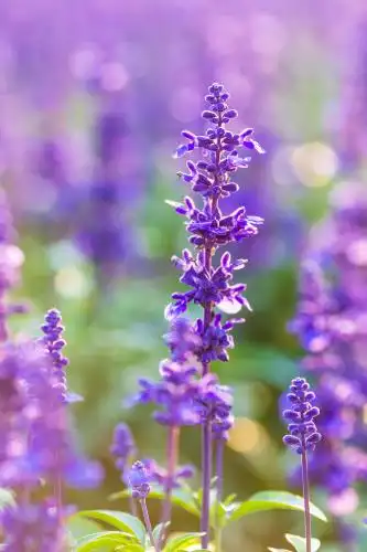户外盛放的梦幻紫色鼠尾草